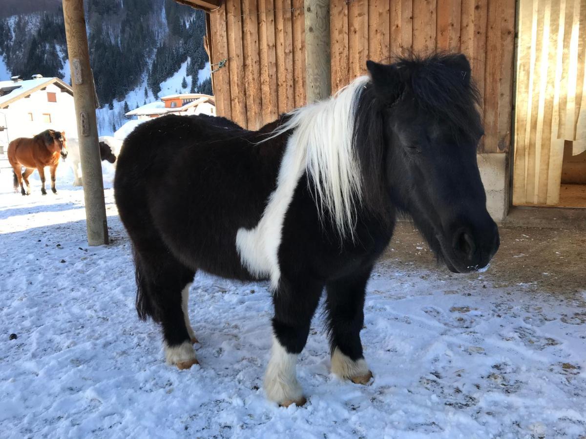 Pony-Ziegen-Hasen-Ranch Bichlbach Apartment Luaran gambar