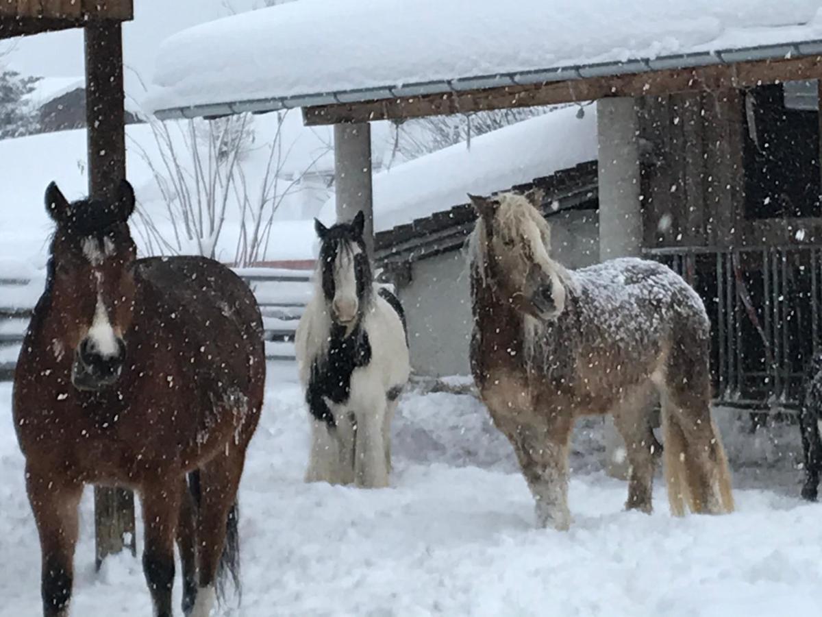 Pony-Ziegen-Hasen-Ranch Bichlbach Apartment Luaran gambar