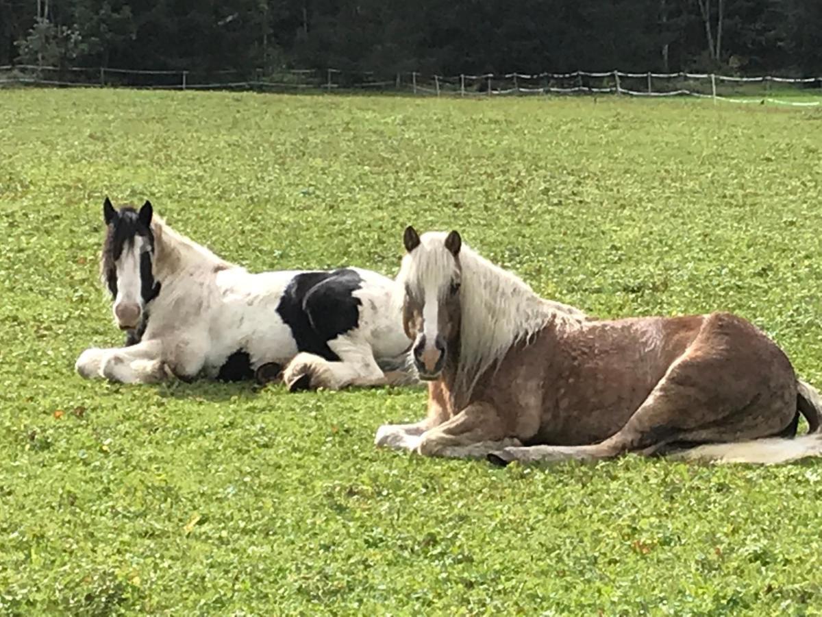 Pony-Ziegen-Hasen-Ranch Bichlbach Apartment Luaran gambar